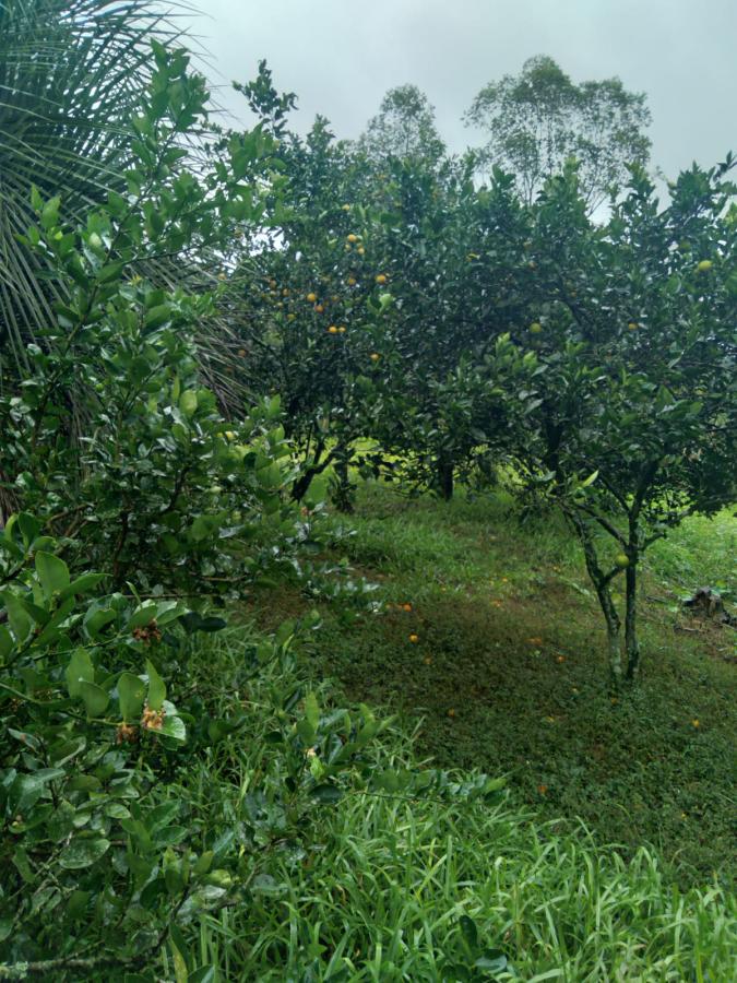 Área para Venda em Pinheirinho do Vale, Linha Capivara, 3 dormitórios, 1 banheiro, 2 vagas